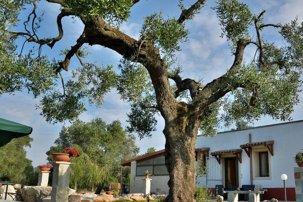 Agriturismo Molle Villa Carpignano Salentino Exterior foto